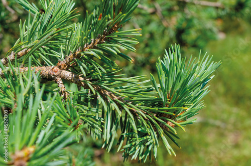 Needles of Pinus sylvestris, variety of pine