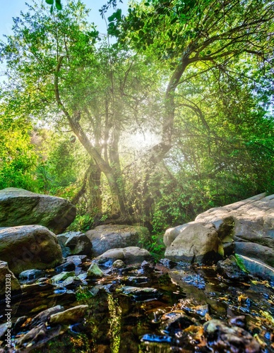   rbol de la vida con luz del sol entre las hojas sobre agua