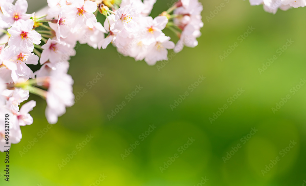 桜 桜