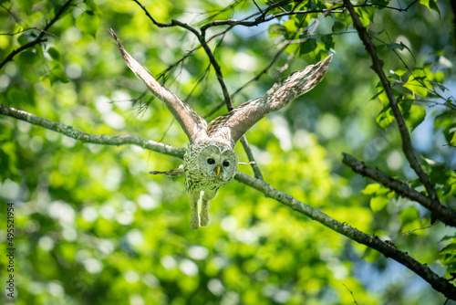 北海道の6月、エゾフクロウの飛び出し。

