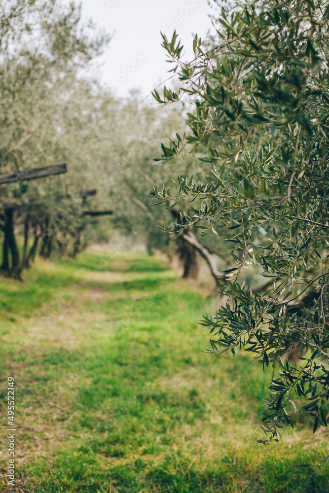 Fototapeta premium Beautiful old olive trees in a spring garden.