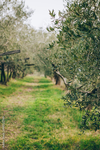 Beautiful old olive trees in a spring garden.