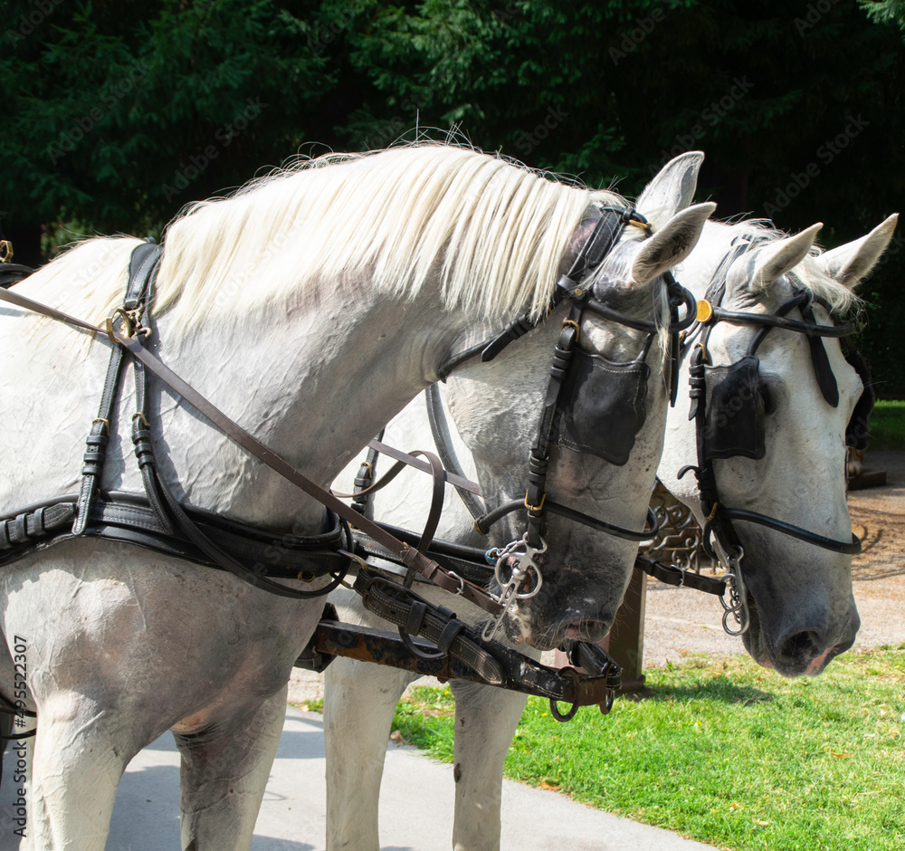 Two white horses harnessed on a sunny summer day. Pair of two white horses pulling a carriage.