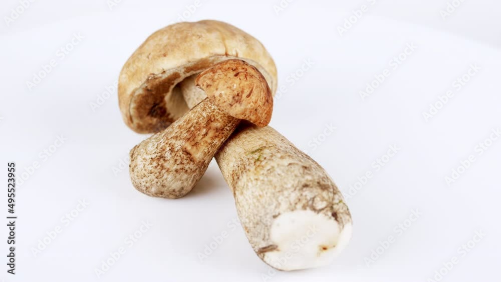 Edible mushroom. Freshly picked white brown birch bolete mushrooms. Leccinum scabrum. Edible mushroom. Freshly picked white brown birch bolete mushrooms. Leccinum scabrum.