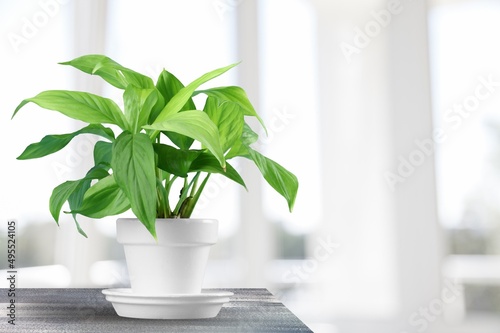 Office plant on window background  plant at home. Houseplant in pot  with green leaves.