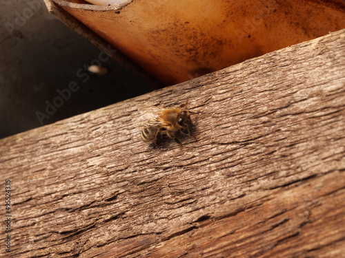 Eine Honigbiene ruht sich auf einer Holzfläche aus