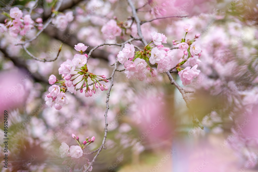 Fototapeta premium 薄いピンクの桜の花びら。背景をぼかしてふんわりと優しく