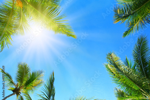 Sunshine between green palm trees. Travel background.