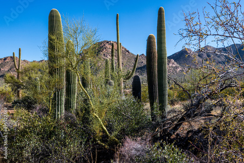 Sunrise in Saguaro National Park photo