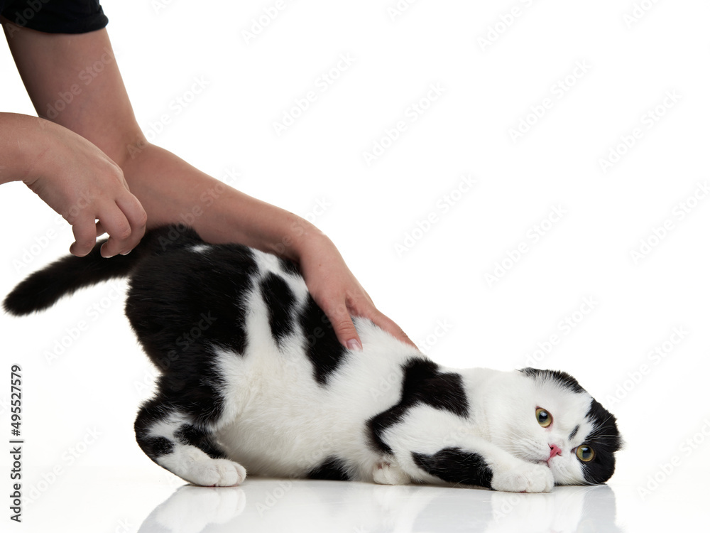 Black and white Scottish Shorthair cat on a white background. studio photos for advertising. Happy pet. Black and white Scottish Shorthair cat on a white background. studio photos for advertising. Happy pet.