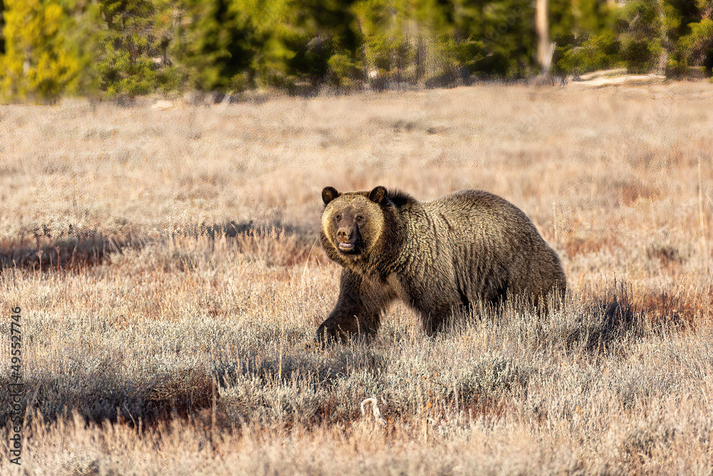 Grizzly Bear, Grand Tetons Wyoming Grizzly Bear, Grand Tetons Wyoming
