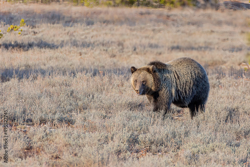 Grizzly Bear, Grand Tetons Wyoming photo