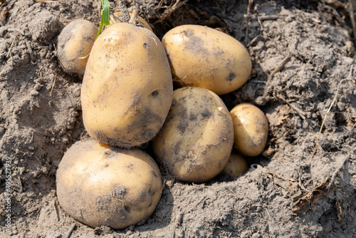 Freshly dug potatoes in a farm field on the ground close-up in the concept of growing food