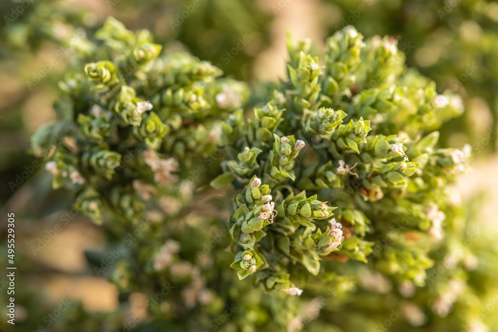 Dried oregano close up, a sprig of dry oregano, spice, aromatic herb, selective focus Dried oregano close up, a sprig of dry oregano, spice, aromatic herb, selective focus