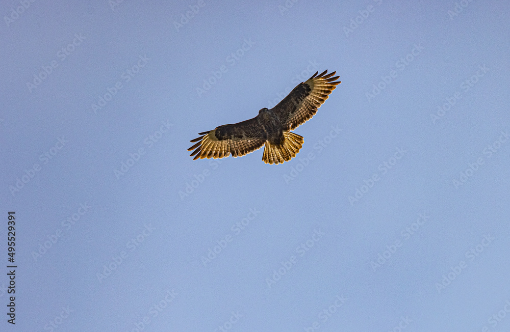 Fototapeta premium RSPB Portmore Lough wildlife
