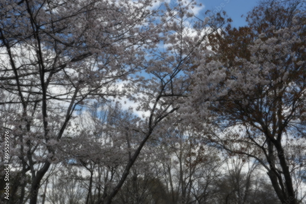 trees and clouds and bloom