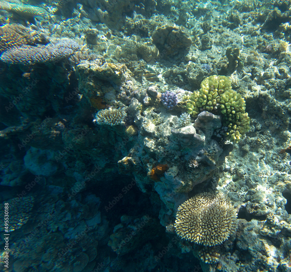 View of coral reef View of coral reef