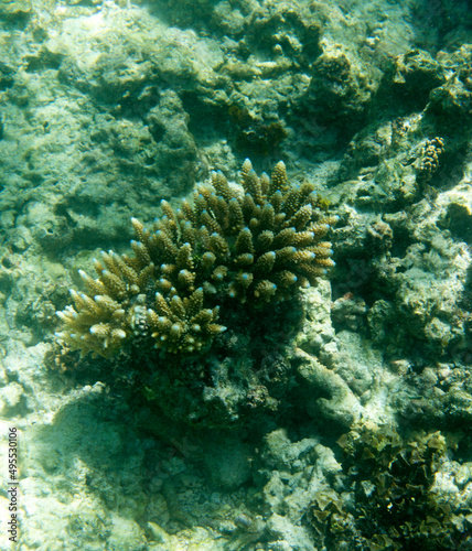 View of acropora coral