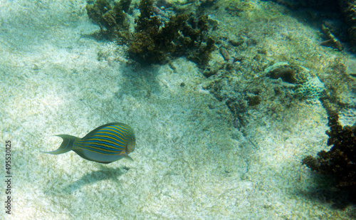 View of lined surgeonfish