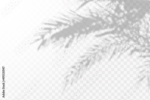 Realistic shadow tropical leaves and branches on transparent checkered background. The effect of overlaying shadows. Natural light layout.