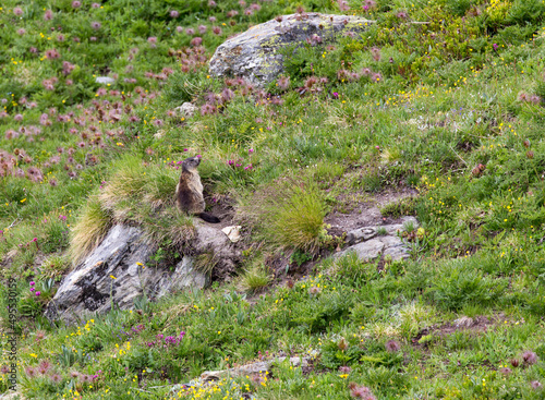 View of marmot