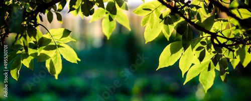 green leaves background in spring