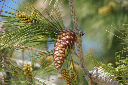Old brown pine cone between young pine buds in the pine treetop