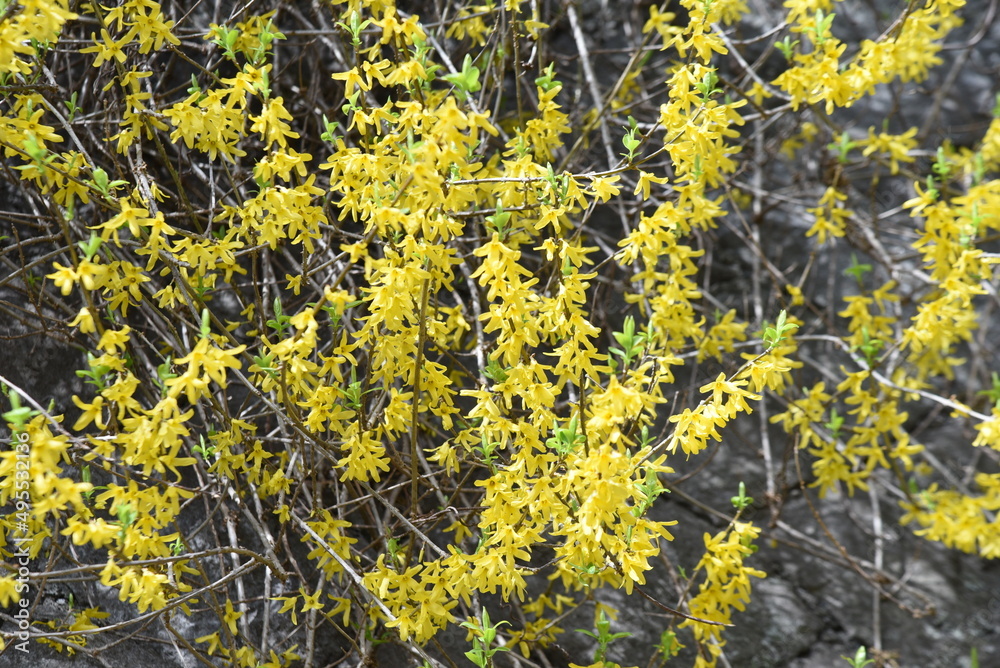 Forsythia (Golden bells) flowers. Oleaceae deciduous shrub. From March to April, many yellow four-petaled flowers open densely on thin branches before the leaves sprout. Forsythia (Golden bells) flowers. Oleaceae deciduous shrub. From March to April, many yellow four-petaled flowers open densely on thin branches before the leaves sprout.