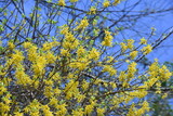 Forsythia (Golden bells) flowers. Oleaceae deciduous shrub. From March to April, many yellow four-petaled flowers open densely on thin branches before the leaves sprout. 