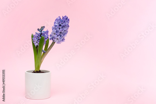Beautiful blue hyacinth flowers bloom in white pots, hyacinth on a pink wall background, Fragrant flowering plants in the family.