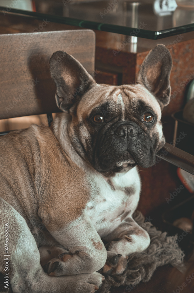 Obraz premium Bulldog Francés 