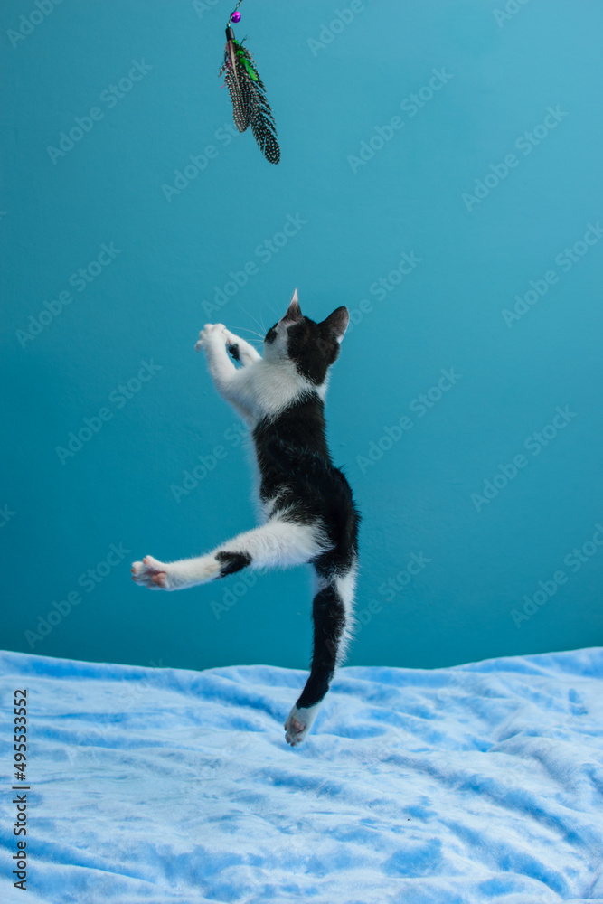 Czarno-biały, kot bawi się piórkiem na sznurku na niebieskim tle. - obrazy, fototapety, plakaty 