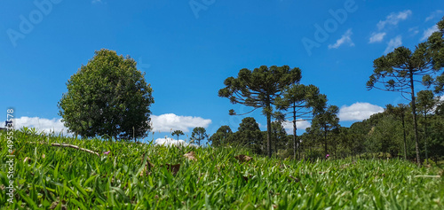 trees and sky