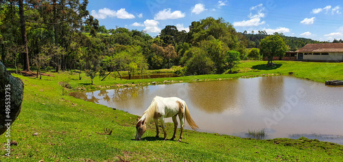 horses in the mountains