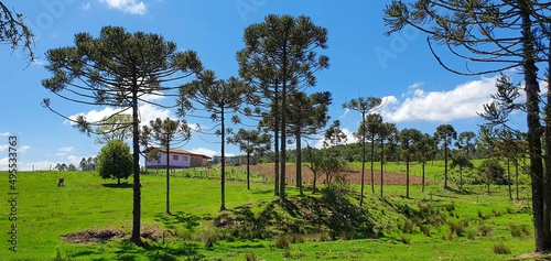 vineyard