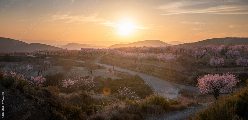 Blossoming almond trees at sunset. A beautiful panorama of almond trees blossoming. a beautiful sunset