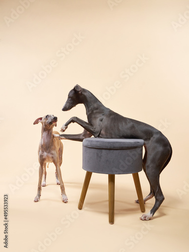 two funny greyhound dogs put her paws on the couch. handsome whippets in a photo studio