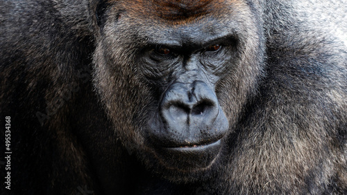 Close-up portrait of a sad silverback gorilla