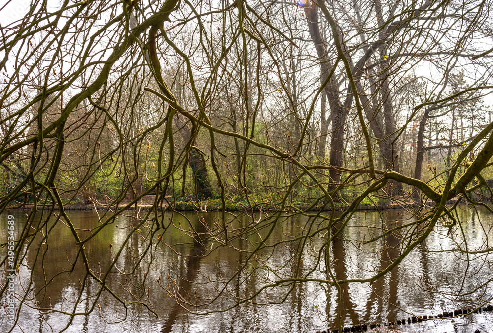 Tree branches lean towards the water leaving a reflection on a spring day Tree branches lean towards the water leaving a reflection on a spring day