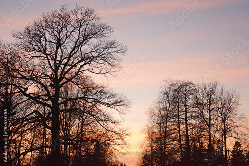 Sunset in early spring with silhouettes of trees. beautiful pink sky