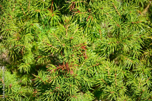 Background from spruce or pine branches. Shooting close up, texture, background