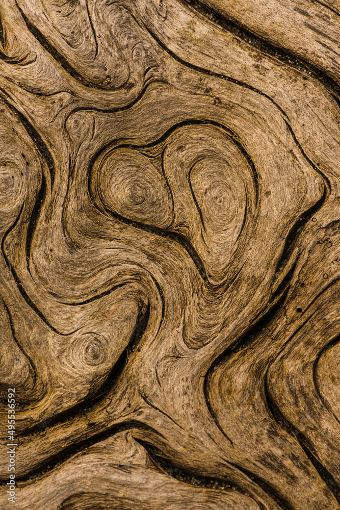 The bark of driftwood found on the Washington coast is full of interesting patterns and shapes, USA.