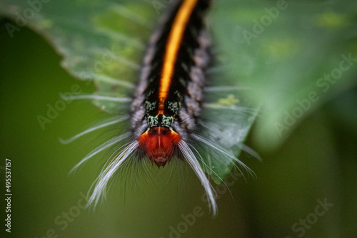 Caterpillar on a leaf in Ecuador. photo