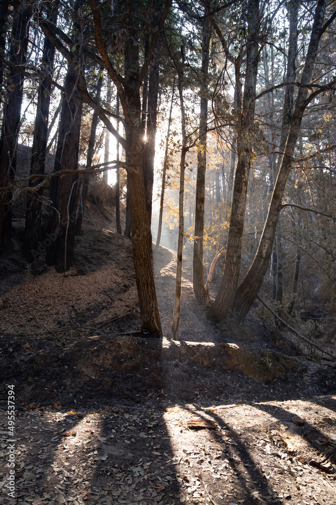 Hazy sunshine in a charred forest, Boulder Creek, California, USA Hazy sunshine in a charred forest, Boulder Creek, California, USA