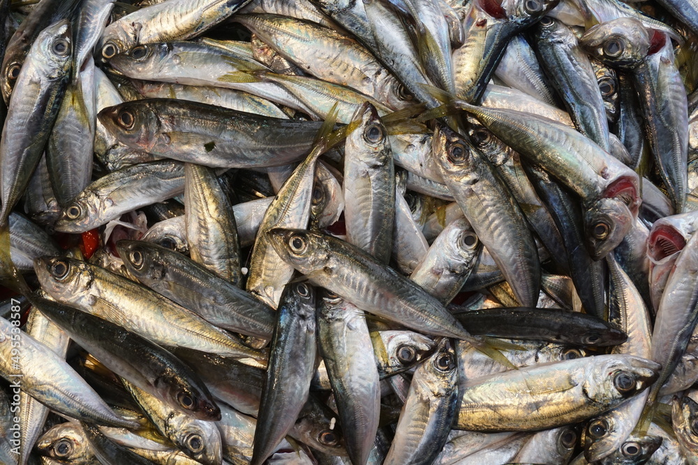 sardine fish at the fisherman's stall, istanbul, turkey