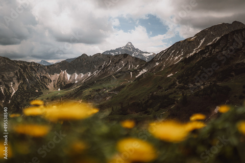 Dandelions on a green meadow against a mountainous background
