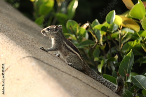 squirrel on the wall © Priyan Manivannan