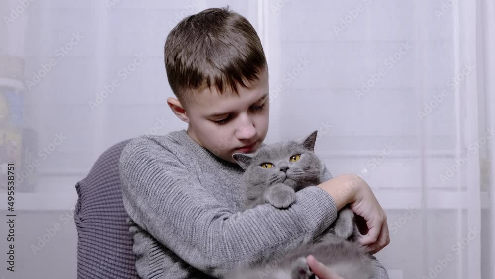 Smiling Boy Hugs, Kisses a Fluffy Cat in Arms in Room. Child strokes, cuddles, playing a big British gray cat, scratches his. Love, care, affection, friendship with pets. People and animals. Family. Smiling Boy Hugs, Kisses a Fluffy Cat in Arms in Room. Child strokes, cuddles, playing a big British gray cat, scratches his. Love, care, affection, friendship with pets. People and animals. Family.