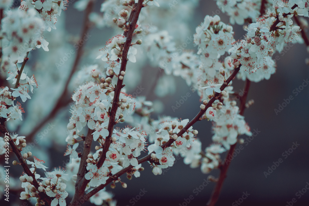 Fototapeta premium Natural spring background cherry tree branches blooming. 