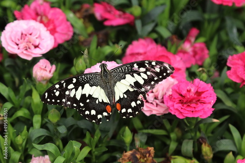 farfalla photo